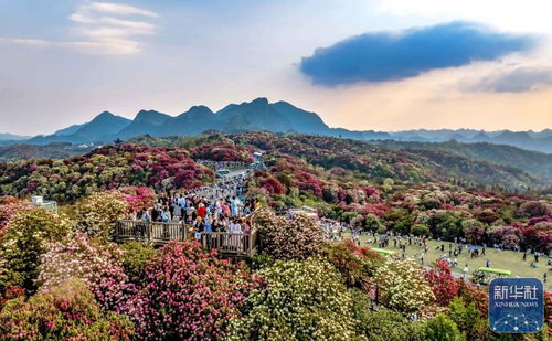 诗意中国丨春日上春山 景区管理的诗意与秩序