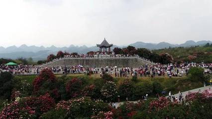 关于百里杜鹃景区游客接待量已达饱和的紧急通知与游览管理措施